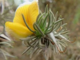 Aspalathus setacea flower, fruits and leaves